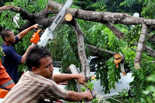 Mobil Jadi Korban Pohon Tumbang Ada Ganti Rugi Pemerintah Hyundai Mobil Indonesia